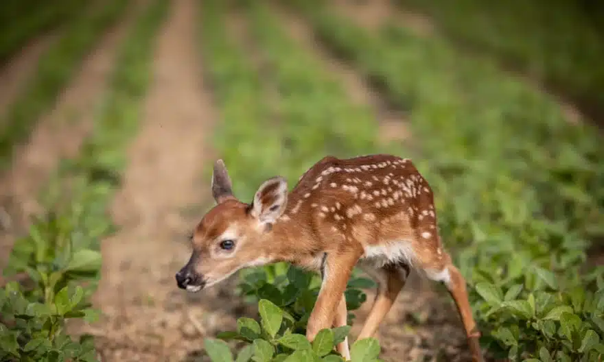 Fawn walking through green field.